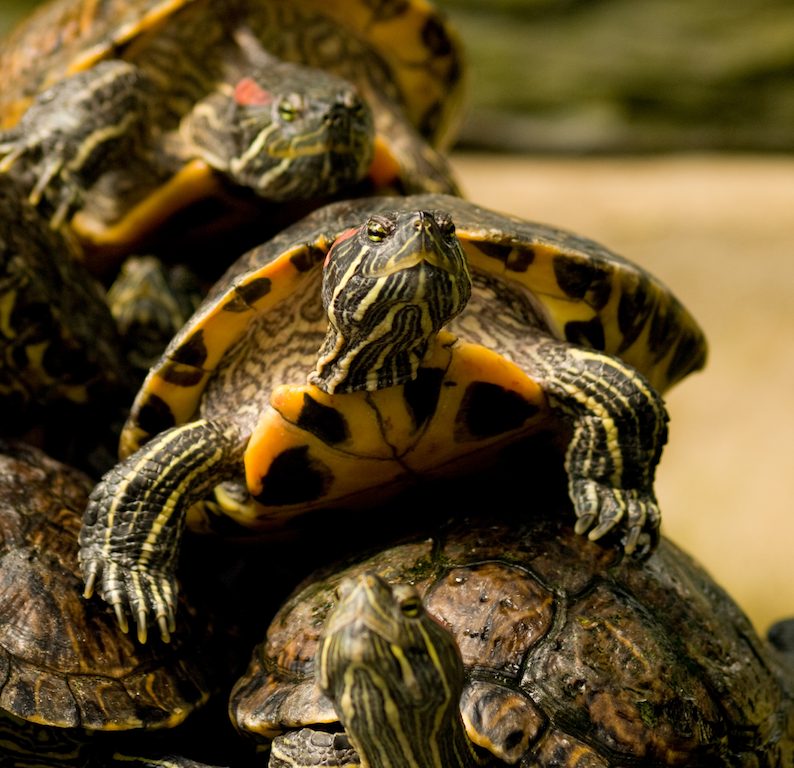 The Puppet Resource Abstraction Layer (RAL) Explained: Part 1